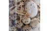 Veľkonočná dekorácia Vyfúknuté prepeličie vajíčka, 60 ks