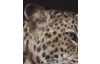 Obraz na stenu Original Rimbo 100x100 cm, Leopard