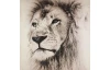 Obraz na plátne Leví pohľad, 80x80 cm