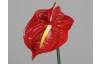 Umelá kvetina Anthurium 65 cm, červená