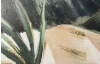 Ručne maľovaný obraz Tropické listy, 120x40 cm