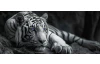 Panoramatický obraz na plátne Čiernobiely tiger s modrými očami, 140x60 cm