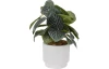 Umelá rastlina v kvetináči 28 cm, bielo-zelené listy