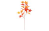Jesenná vetva (2 druhy) Javor, oranžová