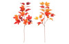 Jesenná vetva (2 druhy) Javor, oranžová