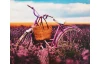 Obraz na plátne Bicykel v levanduli, 50x50 cm