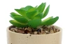 Umelý sukulent (1 ks) v kvetináči, béžový (3 druhy)
