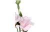Umelý kvet Eustoma 80 cm, ružová
