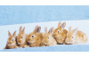 Detská osuška 75x150 cm, motív zajačiky, modrá