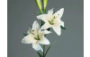 Umelá kvetina Lilie 84 cm, krémová