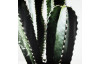 Obraz na plátne Kaktus zblízka, 50x50 cm