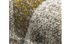 Koberec Belis 120x170 cm, béžový s farebnými kosoštvorcami