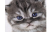 Dekoračný vankúšik Mačiatko s modrými očami, 25x25 cm
