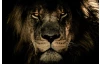 Obraz na plátne V očiach leva, 118x78 cm