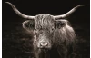 Obraz na plátne Škótska krava, 118x78 cm