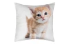 Dekoračný vankúšik Ryšavé mačiatko, 25x25 cm