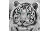 Obraz na stenu Tiger, čiernobiely, 35x35 cm
