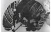 Kovová nástenná dekorácia v ráme Strieborné listy, 50x90 cm