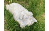 Dekorácia socha Ležiaci buldog 60 cm