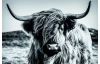 Obraz na plátne Škótska krava 90x60 cm, čiernobiela