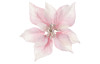 Umeý kvet Zasnežená vianočná hviezda 22 cm, ružová