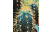 Obraz na plátne Kaktusy, 150x50 cm