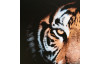 Obraz na plátne Tigrie pohľad, 80x80 cm