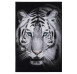 Koberec Digital 100x150 cm, biely tiger