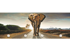 Vešiakový panel Tobi, slon