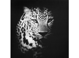 Obraz na plátne Leopard, 50x50 cm