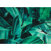 Obraz na plátne Tropické listy, 70x50 cm